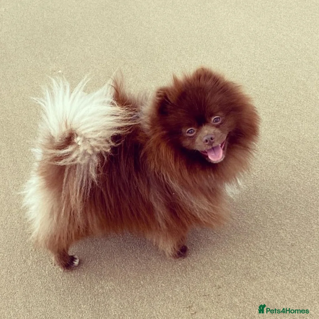 Pomeranian dogs for stud: Chocolate Stud Kc Registered ,Embark tested in Runcorn - Advert 6