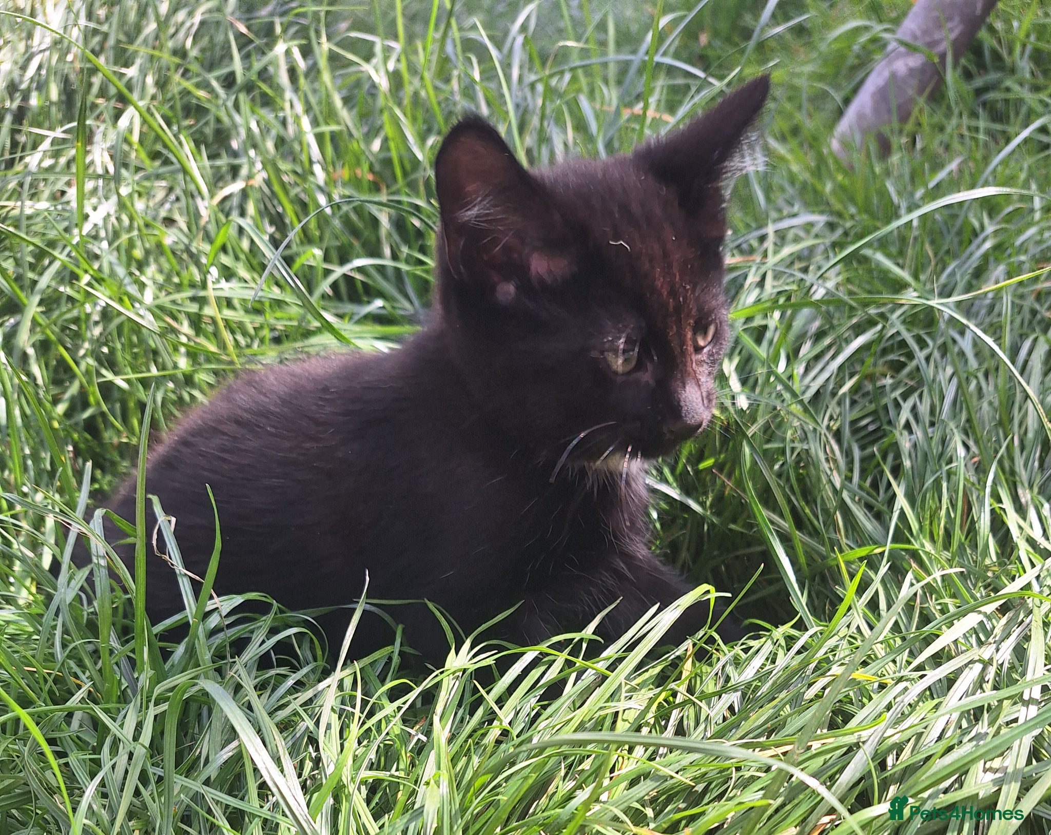 Mixed Breed cats Beautiful kittens  - Advert 9