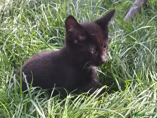 Mixed Breed cats Beautiful kittens - Advert 18