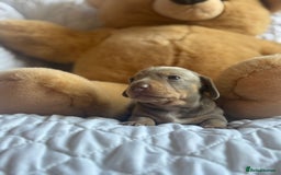 Miniature Dachshund dogs for sale: Kennel club registered dachshund puppys PRA clear  - Image 7