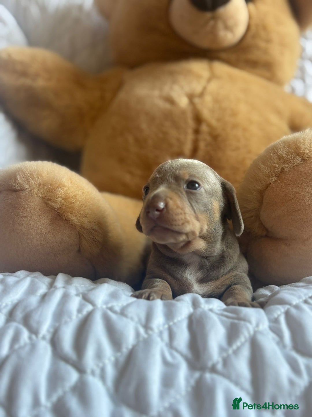 Miniature Dachshund dogs for sale: Kennel club registered dachshund puppys PRA clear  - Image 7