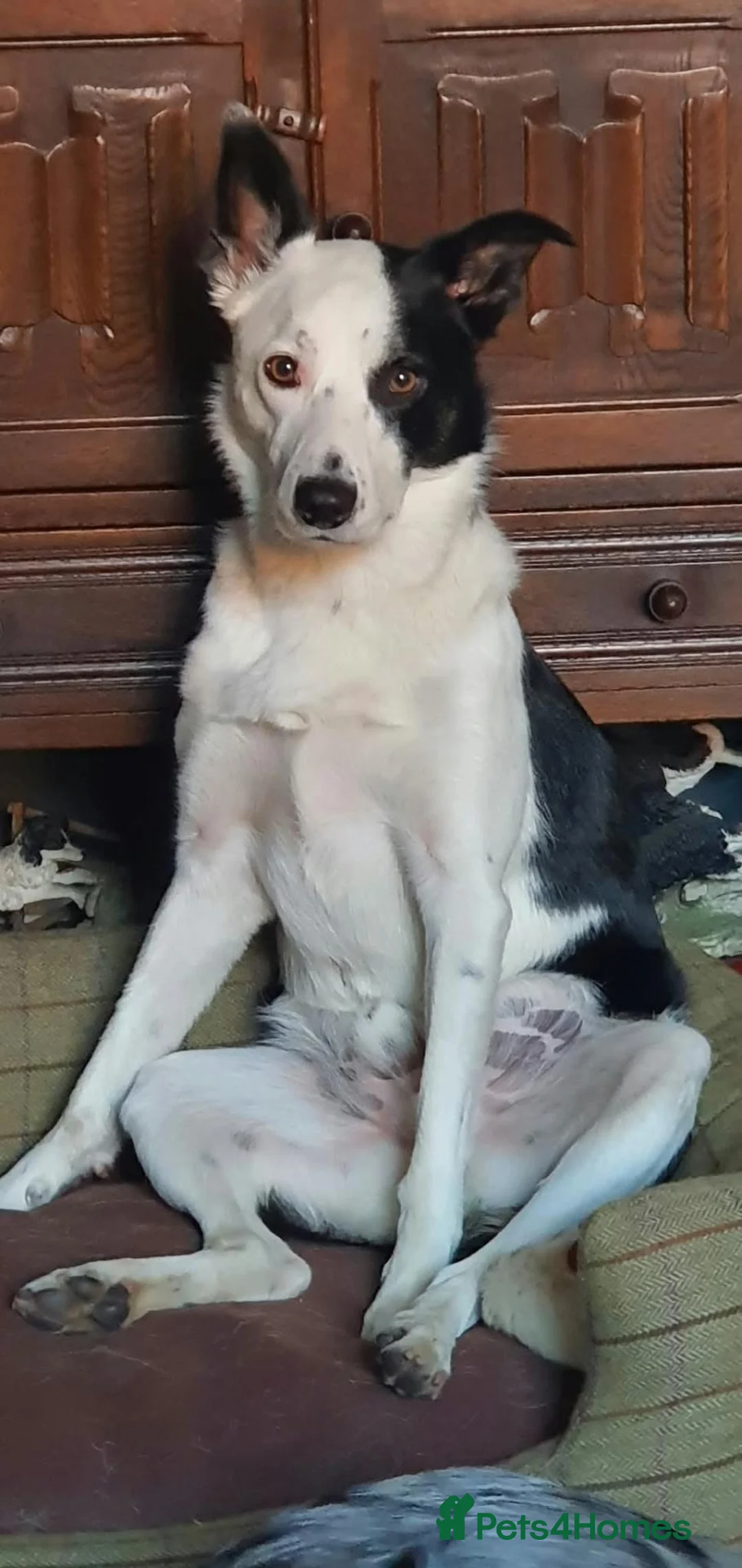 Border Collie dogs for sale: Border collie 4 years old in Crook - Advert 2