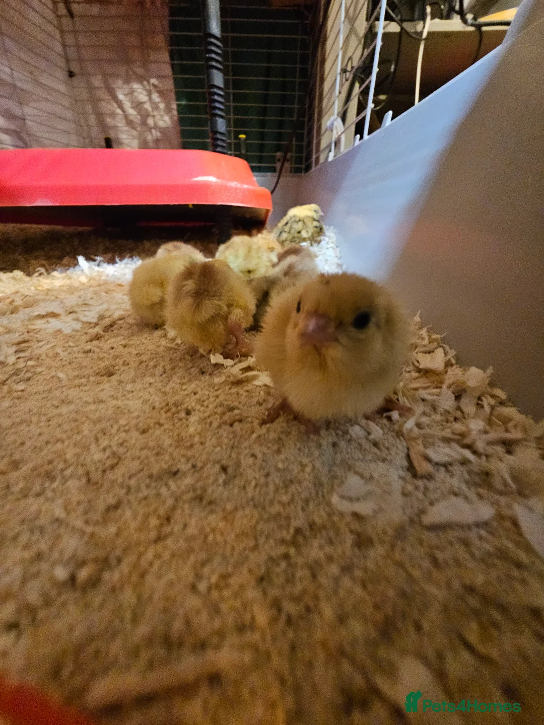 Quail poultry for sale: Coturnix (Japanese) Quail  - Advert 3