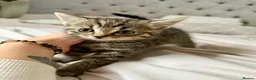 Mixed Breed cats for sale: Kittens looking for new home in Mansfield - Advert 4
