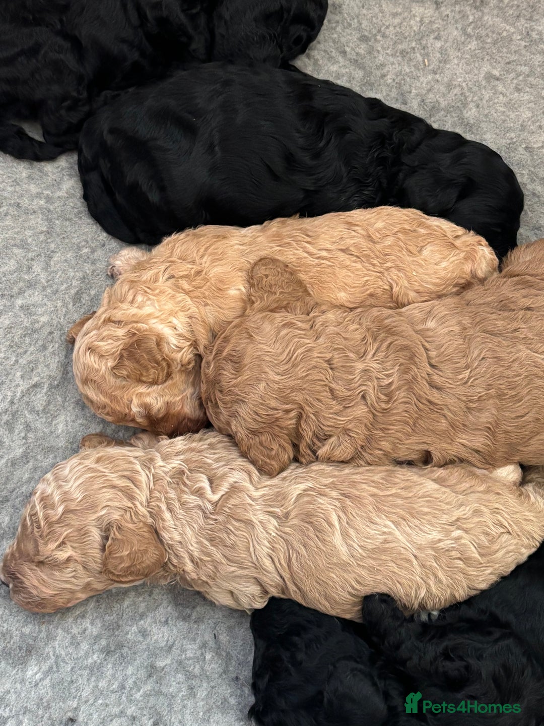 Sproodle dogs for sale: Gorgeous Sproodle F1b puppies - Advert 11