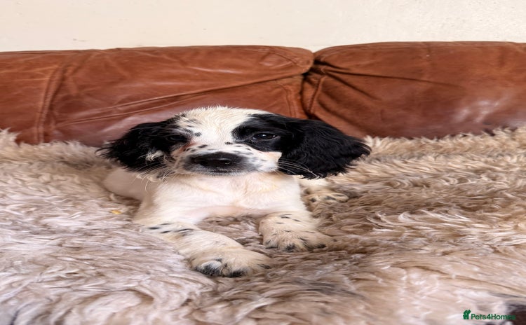 English Springer Spaniel dogs Stunning Litter of Beautiful Working ESS Puppies. - Advert 18