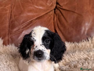 English Springer Spaniel dogs Stunning Litter of Beautiful Working ESS Puppies. - Advert 22