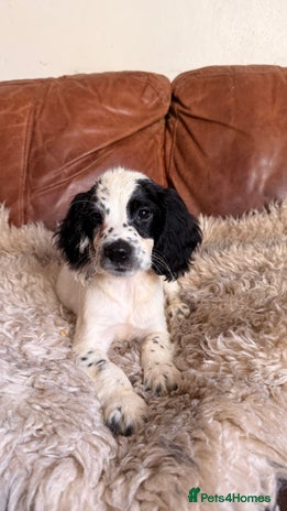 English Springer Spaniel dogs Stunning Litter of Beautiful Working ESS Puppies. - Advert 18