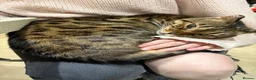 Bengal cats for sale: Full Bengal Brown Rosetted Female - Mia (Mims) - Advert 1