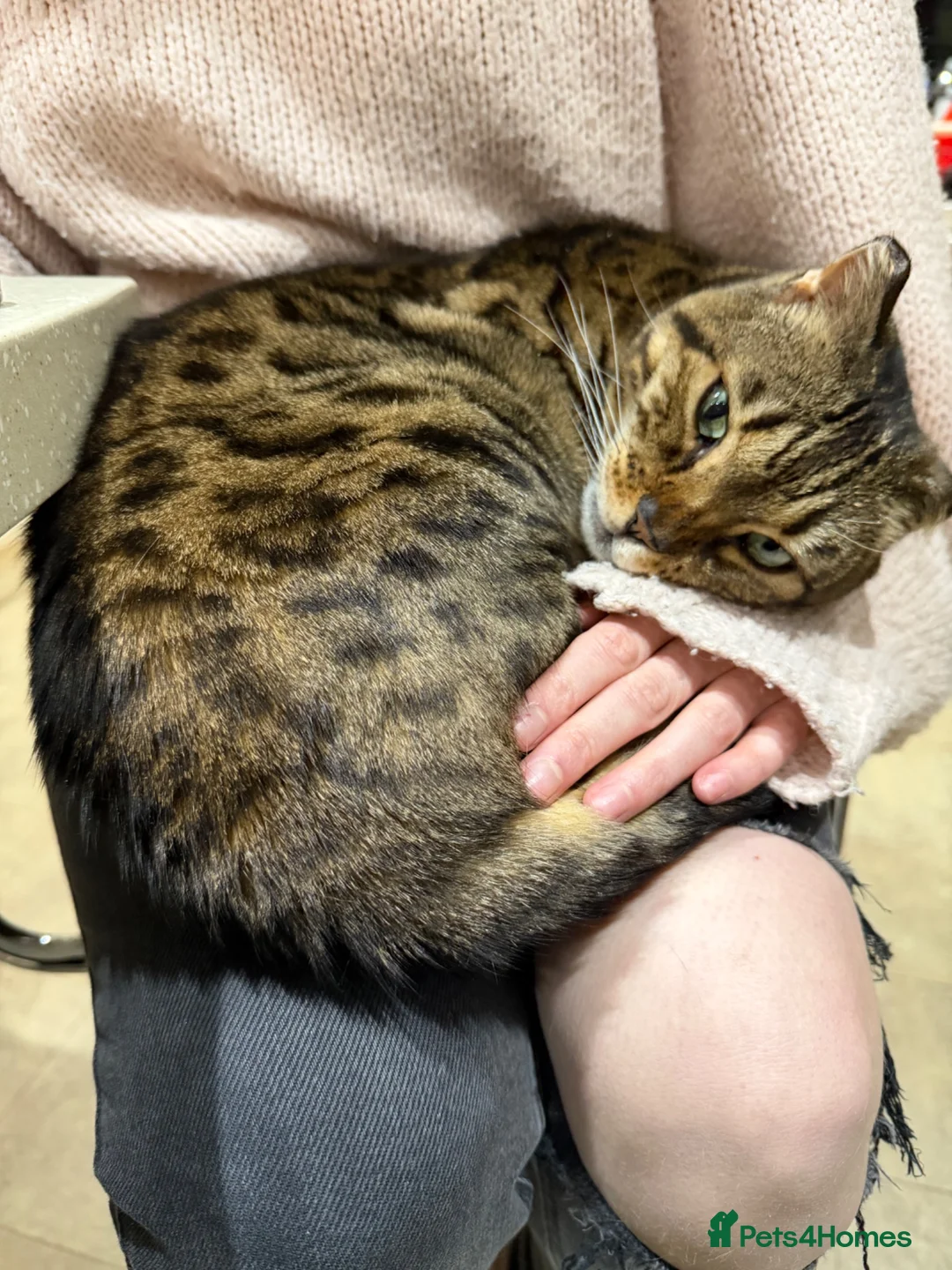 Bengal cats for sale: Full Bengal Brown Rosetted Female - Mia (Mims) - Advert 1