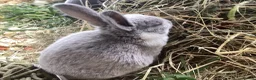 Rex rabbits for sale: Mini Rex in Liverpool - Advert 39