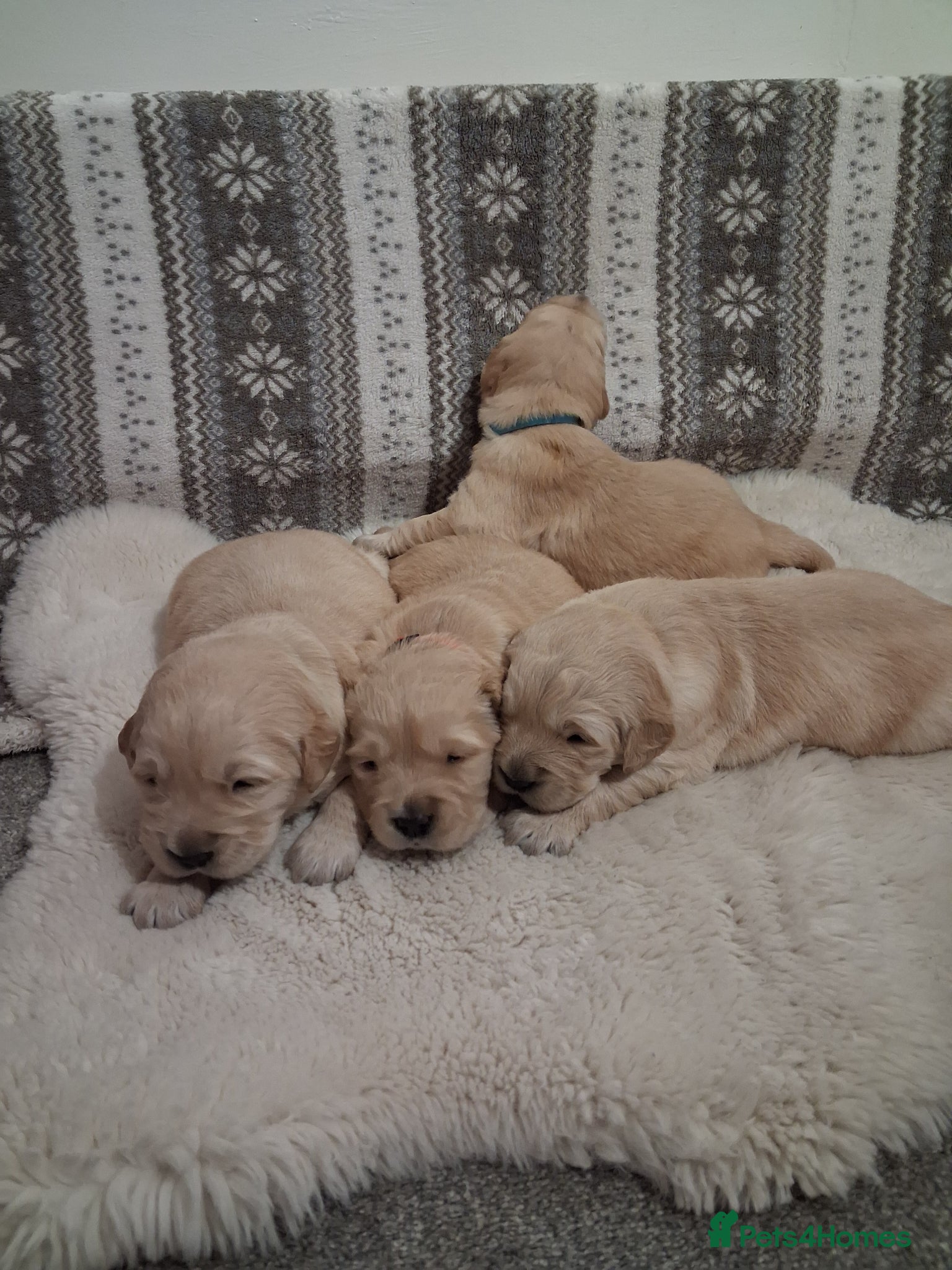 Golden Retriever dogs Beautiful KC registered puppies! - Advert 10