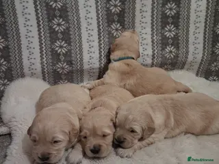Golden Retriever dogs Beautiful KC registered puppies! - Advert 2