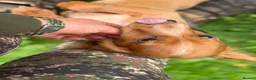 Cocker Spaniel dogs for sale: Fullyhealth tested red male working cocker spaniel in Kinross - Advert 11