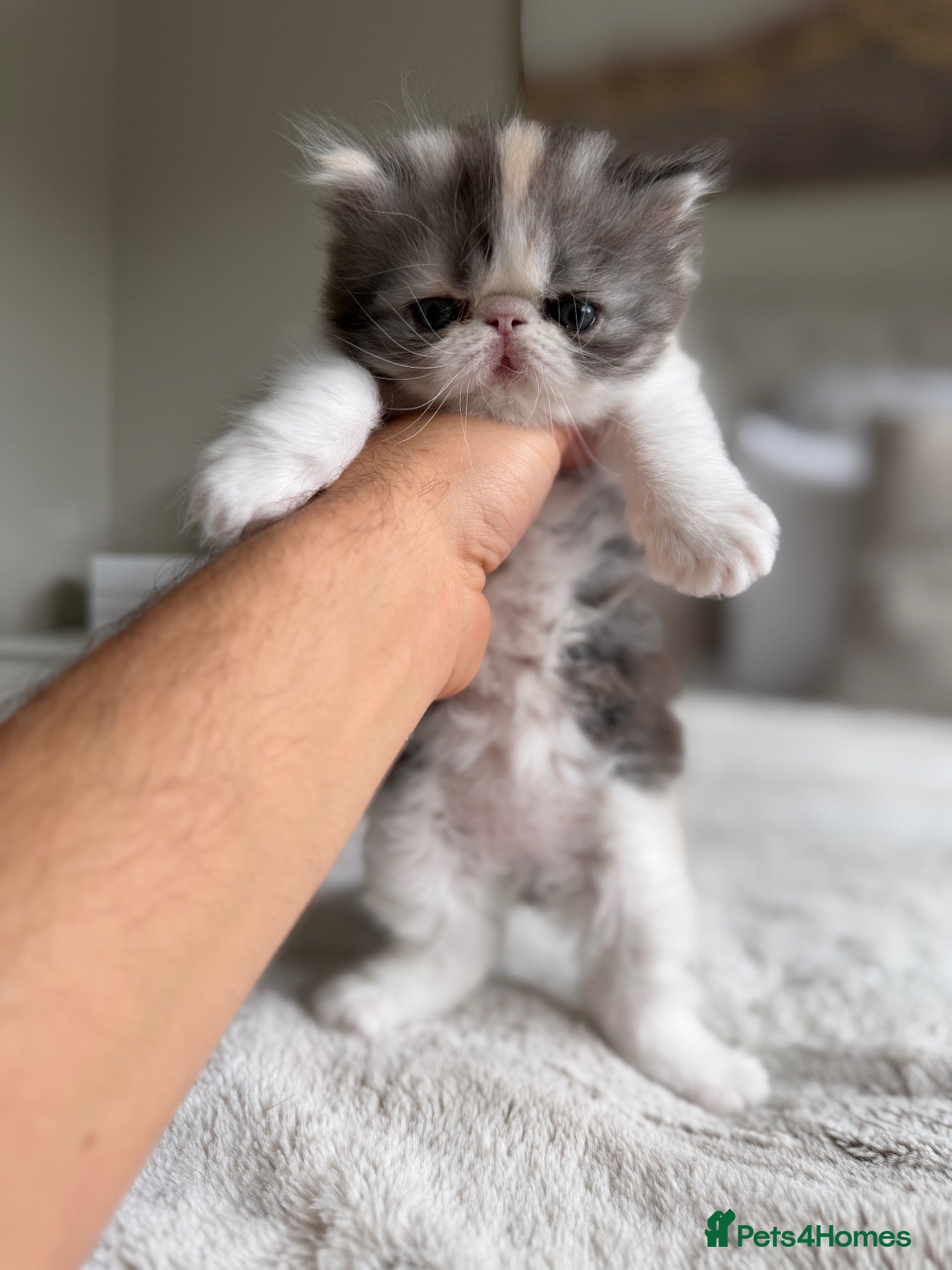 Exotic cats 2 x exotic shorthair kittens  - Advert 2