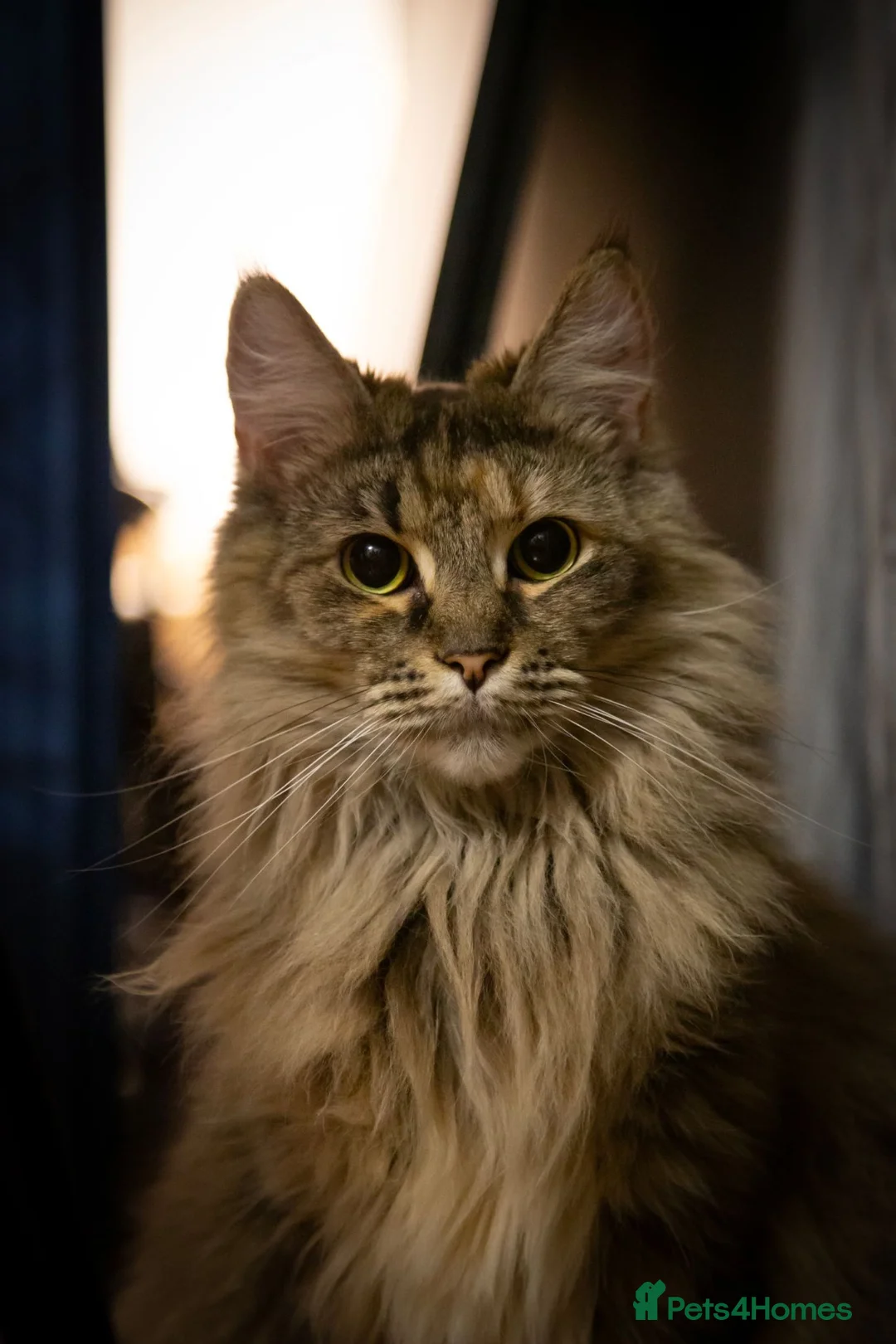 Maine Coon cats for sale: Female maine coone - Advert 1