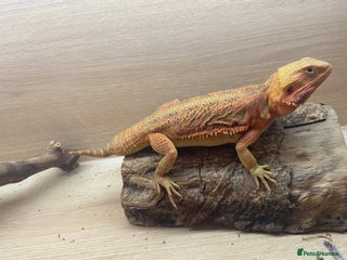 Bearded Dragon reptiles Female bearded dragon - Advert 2