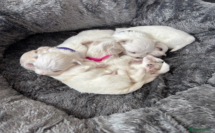 Maltese dogs - Advert 1