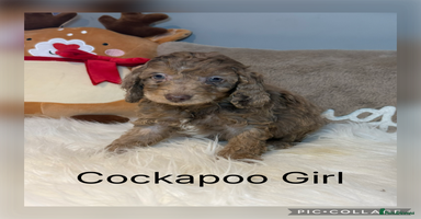 Cockapoo dogs F1B Cockapoo’s  - Advert 14