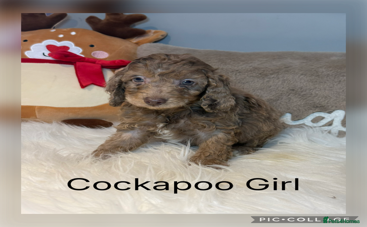 Cockapoo dogs F1B Cockapoo’s  - Advert 4