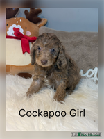 Cockapoo dogs F1B Cockapoo’s - Advert 14
