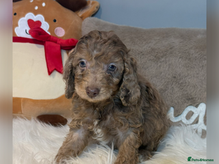 Cockapoo dogs F1B Cockapoo’s - Advert 4