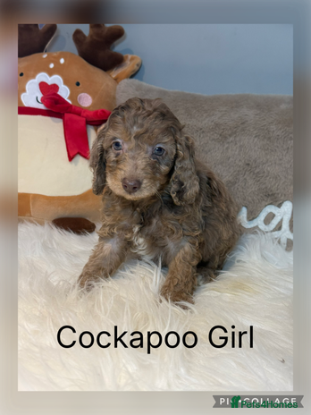 Cockapoo dogs F1B Cockapoo’s - Advert 4