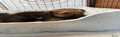 Border Terrier 2
