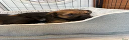 Border Terrier dogs for sale: Stunning Border Terrier Pups - Advert 9