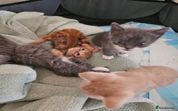 British Shorthair cats for sale: 4 Beutiful kittens  - Image 8