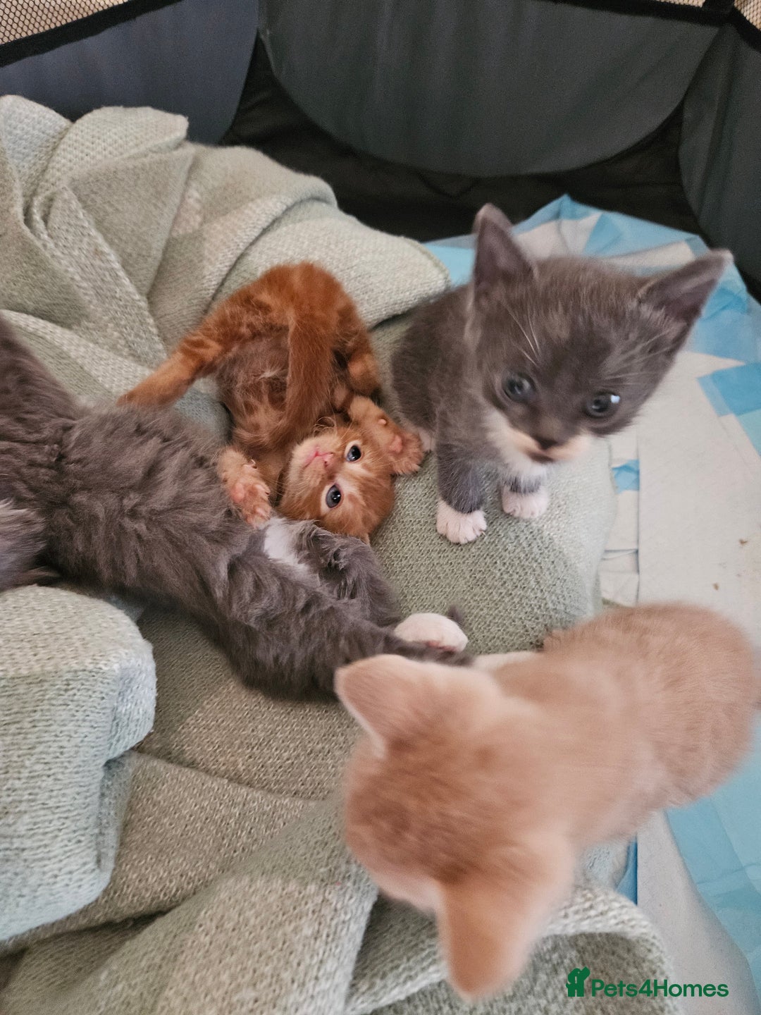 British Shorthair cats for sale: 4 Beutiful kittens  - Image 8