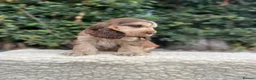 Cocker Spaniel dogs for sale: Outstanding health tested KC show cocker puppies - Advert 5