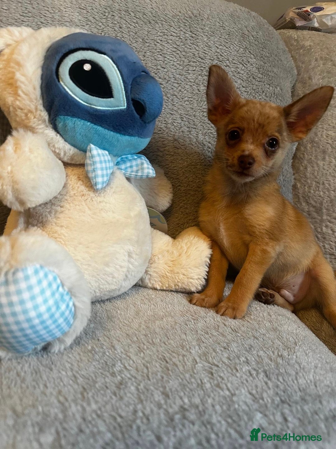 Mixed Breed dogs for sale: Chihuahua x  - Image 16