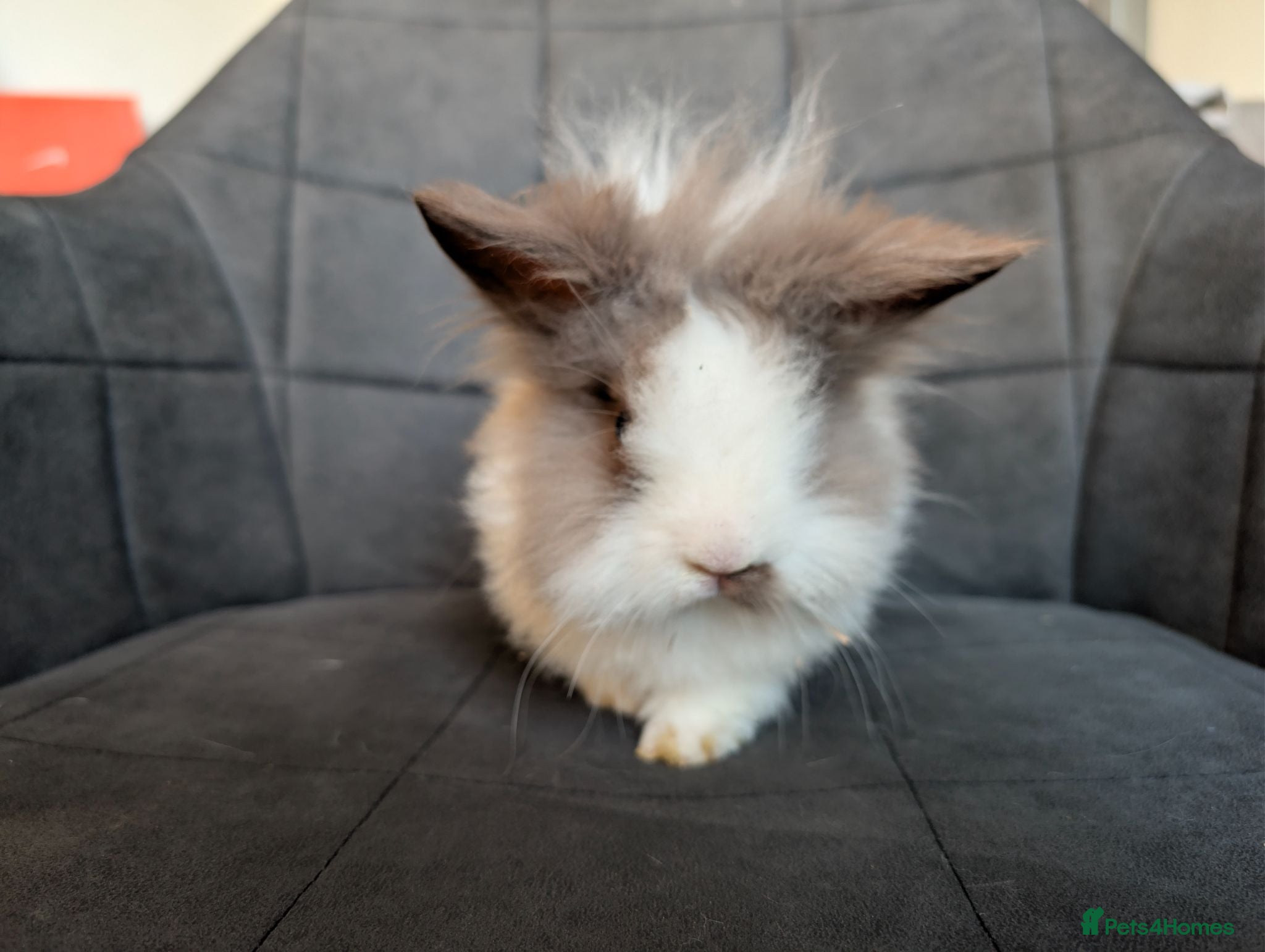 Lionhead rabbits Double-maned Lionhead Buck for Sale - Advert 1