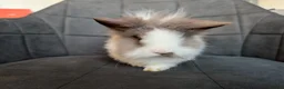 Lionhead rabbits for sale: Beautiful Double-maned Lionhead Rabbits for Sale - Advert 12