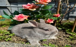 Netherland Dwarf rabbits for sale: STUNNING TAME PUREBRED BABY NETHERLAND DWARFS  - Image 5
