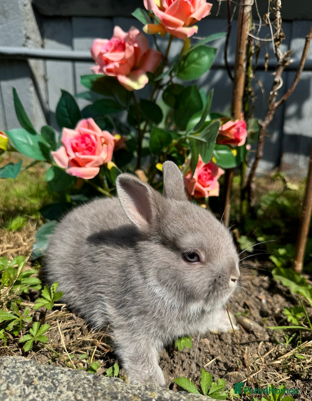Netherland Dwarf rabbits for sale: STUNNING TAME PUREBRED BABY NETHERLAND DWARFS  - Image 5