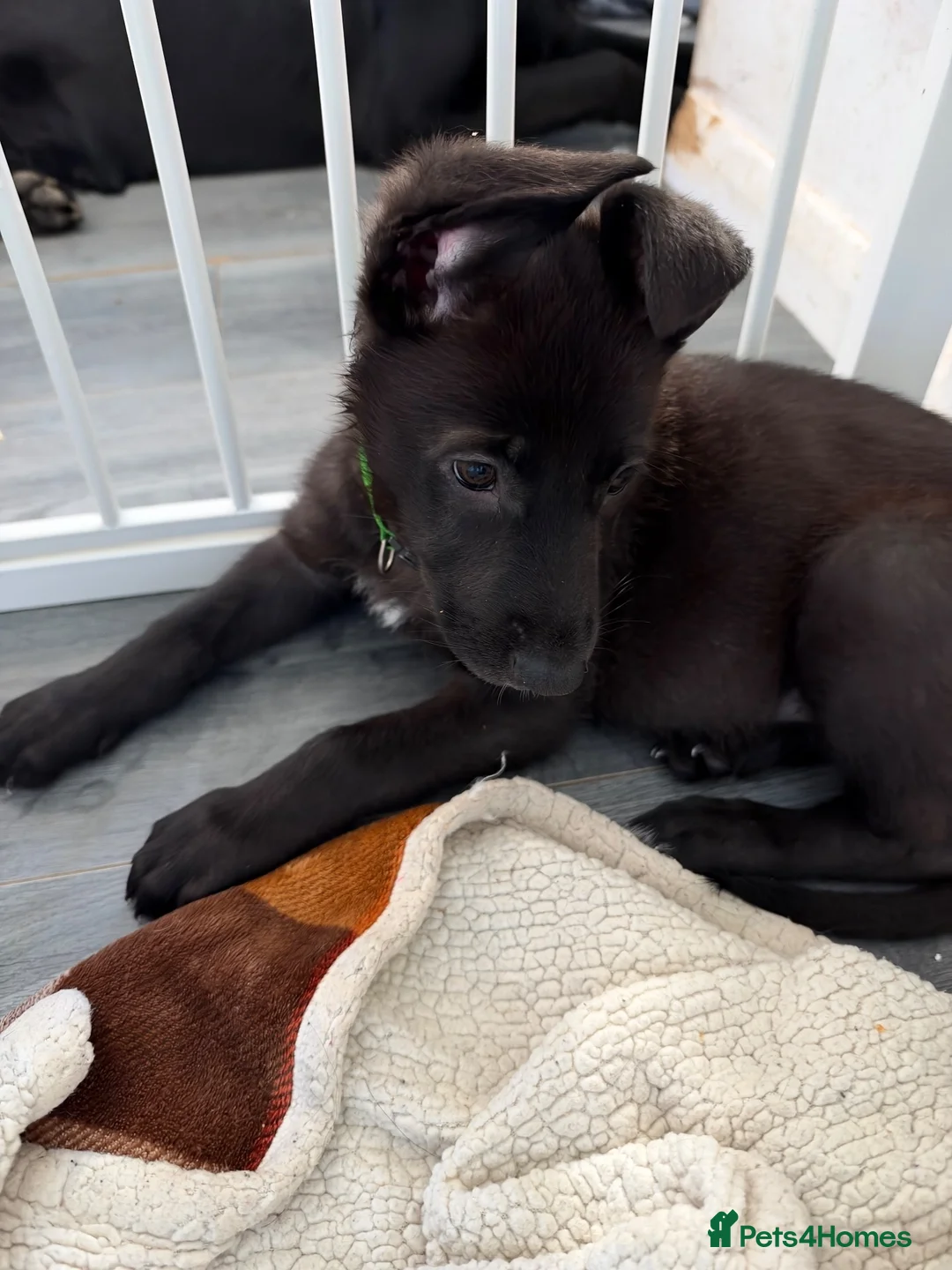 German Shepherd dogs for sale: German shepherds  - Advert 3