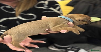 Staffordshire Bull Terrier dogs Kc registered Staffordshire bull terriers - Advert 5