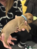 Staffordshire Bull Terrier dogs Kc registered Staffordshire bull terriers - Advert 2