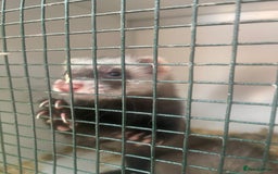 Ferret rodents for sale: 2 Hobs available now - Image 1