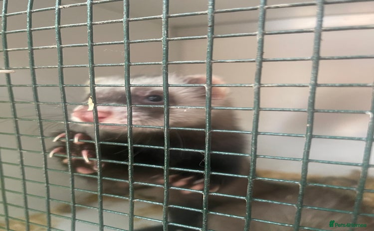 Ferret rodents - Advert 4