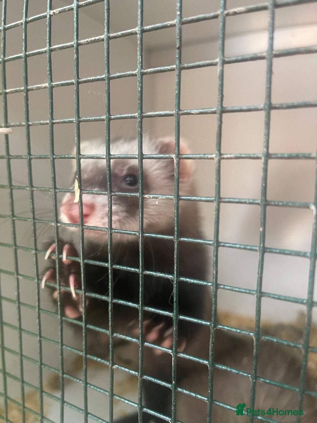 Ferret rodents for sale: 2 Hobs available now - Image 1