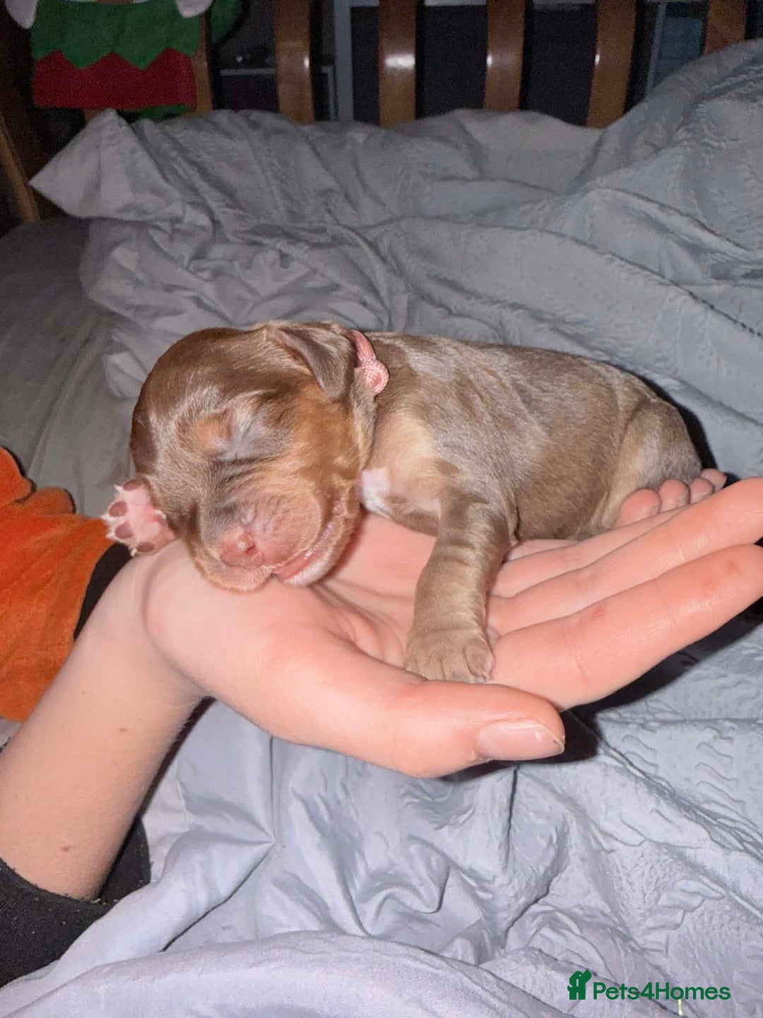 Sprocker dogs for sale: Sprocker Puppies for Sale, Mother Pure Bred Cocker - Advert 18