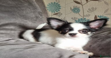 Chihuahua dogs - Advert 2