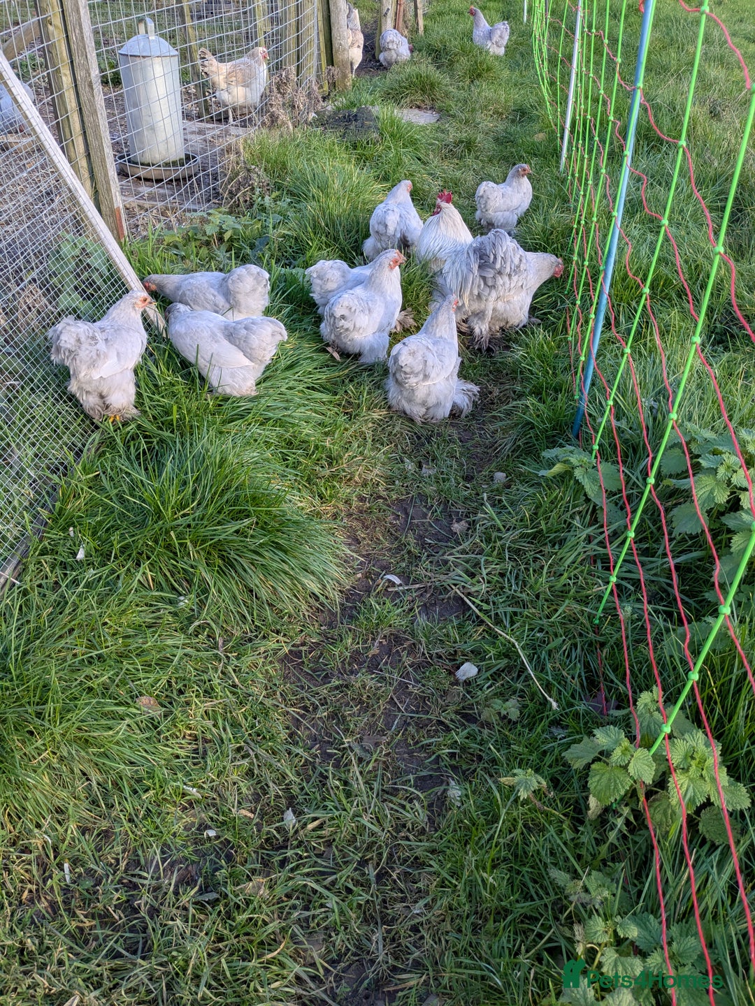 Chickens poultry for sale: Lavender Pekin bantams - Advert 2