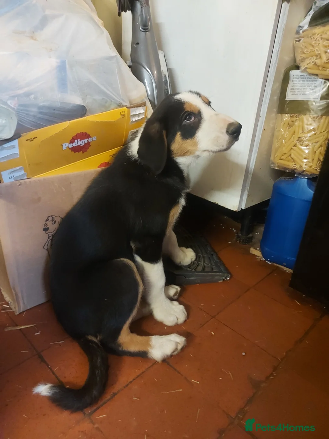 Huntaway dogs for sale: Huntaway pups for sale - Advert 2