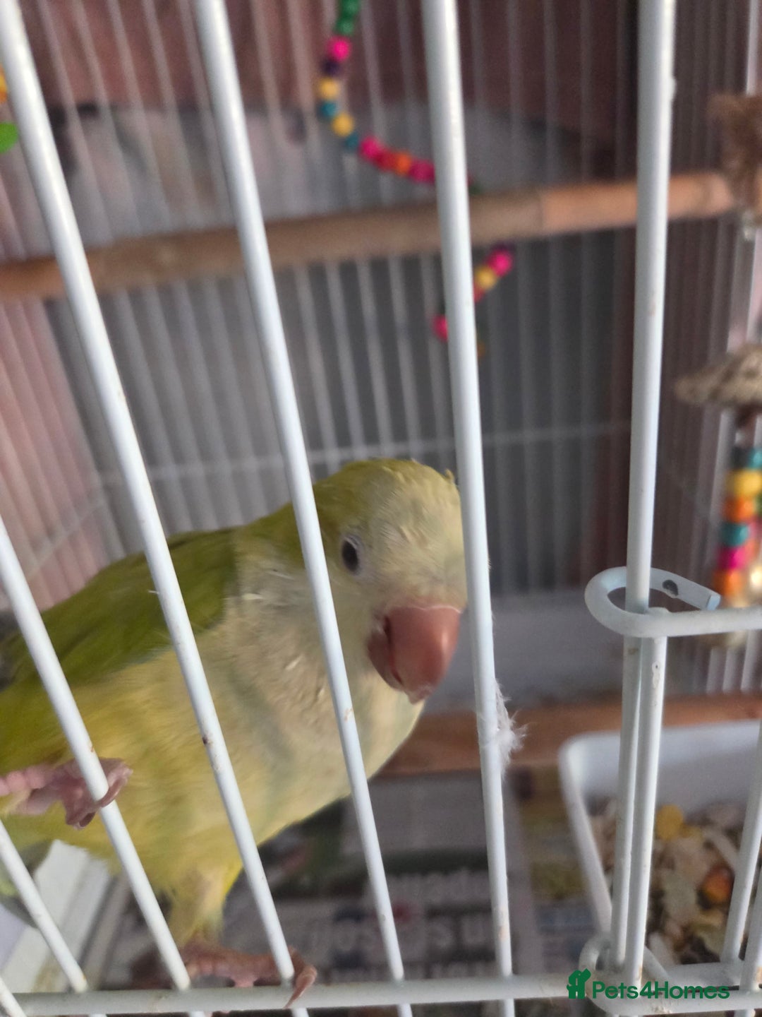 Parakeets birds for sale: Opaline Quaker parrot - Image 2