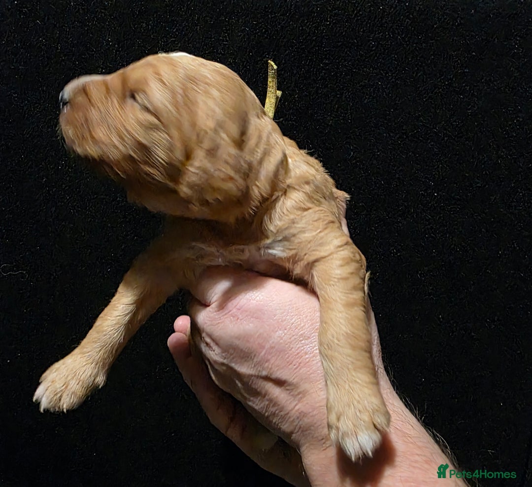 Goldendoodle dogs for sale: Fully Health Tested F1 Goldendoodles - Advert 13