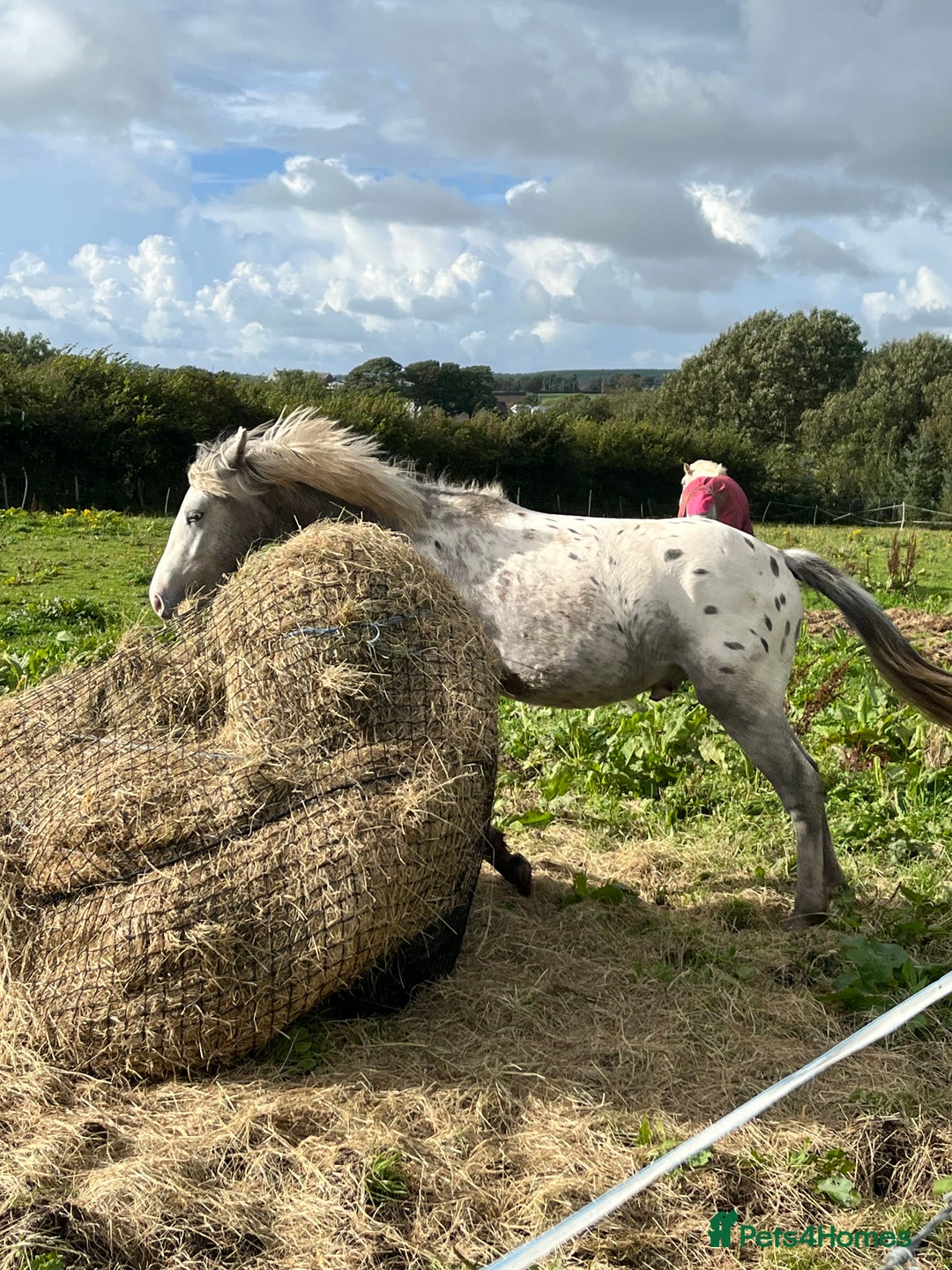 Appaloosa horses for sale: Cosmic Minstrel Gorgeous Gelding Rising 2 May 2026 - Advert 4